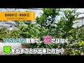 【4月下旬】去年11月にジベレリンを散布して、今年芽を出すことができたのか?