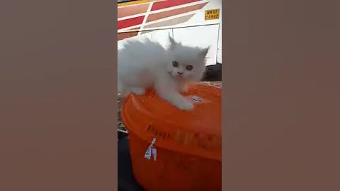 Watch the video about Doll Face Persian Kittens For Sale || Persian Cat for sale in Mumbai