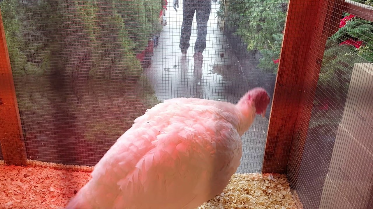 Stew Leonard's Thanksgiving Turkey (111917) YouTube