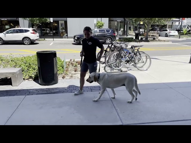 Hyde Park Dog Training with Suburban K9!