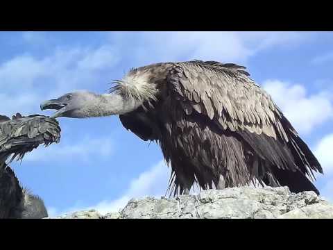 Vídeo: Fauna Salvatge Del Pol Nord