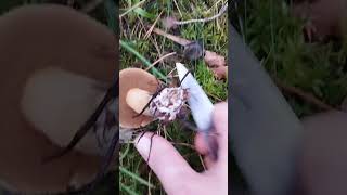 Маслёнок желто-бурый #mushroom #fungus #mushroomhunting #wildmushrooms #nature #природа