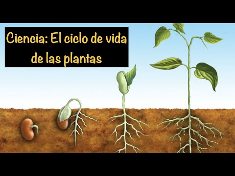 Video: ¿Qué es el ciclo de vida de una planta?