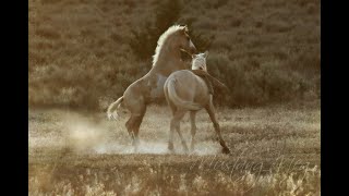 Wild MUSTANGS, Chasing Wild Horses and Comets