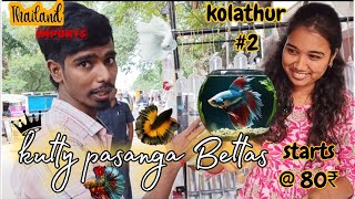 Kolathur kutty pasanga Bettas shop vlog | Bettas start from 80₹