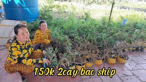 20/6_Nhà vườn Trần Tùng(0336874743) Sam núi tàng thiên nhien, sam núi quái, sam hương, linh sam...