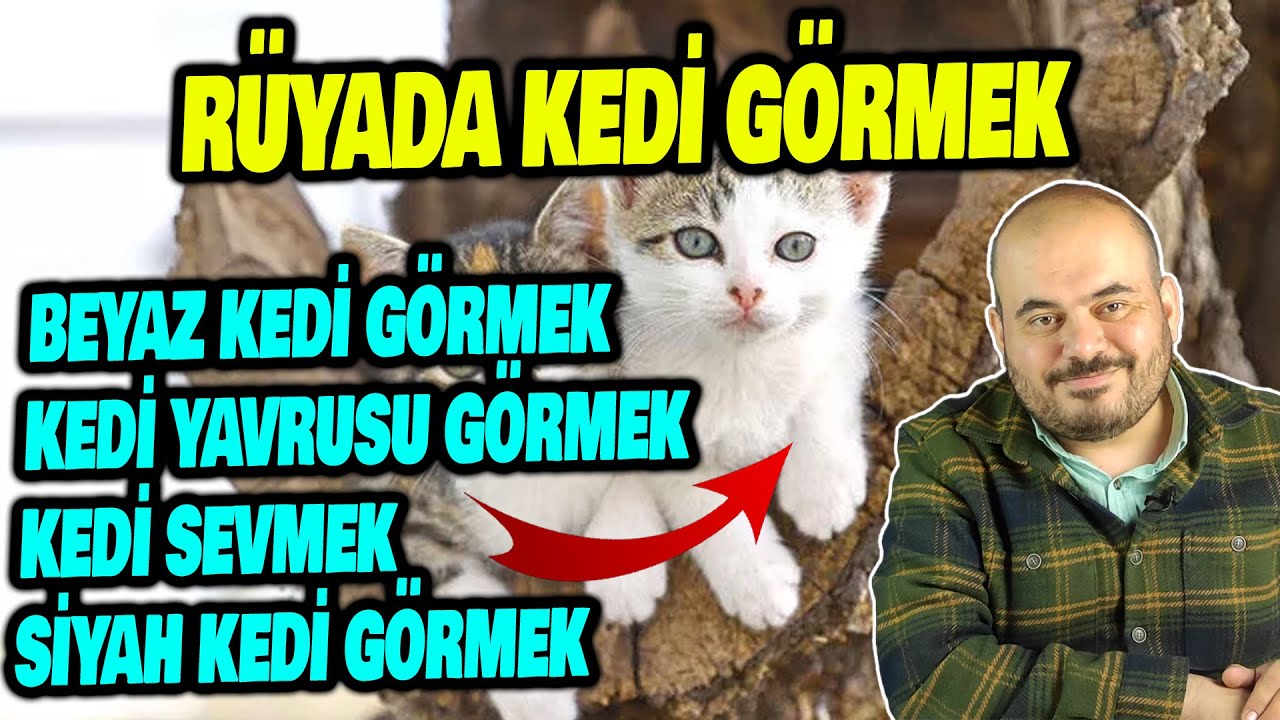RÜYADA KEDİ GÖRMEK, BEYAZ KEDİ GÖRMEK, YAVRU KEDİ GÖRMEK, KARA KEDİ