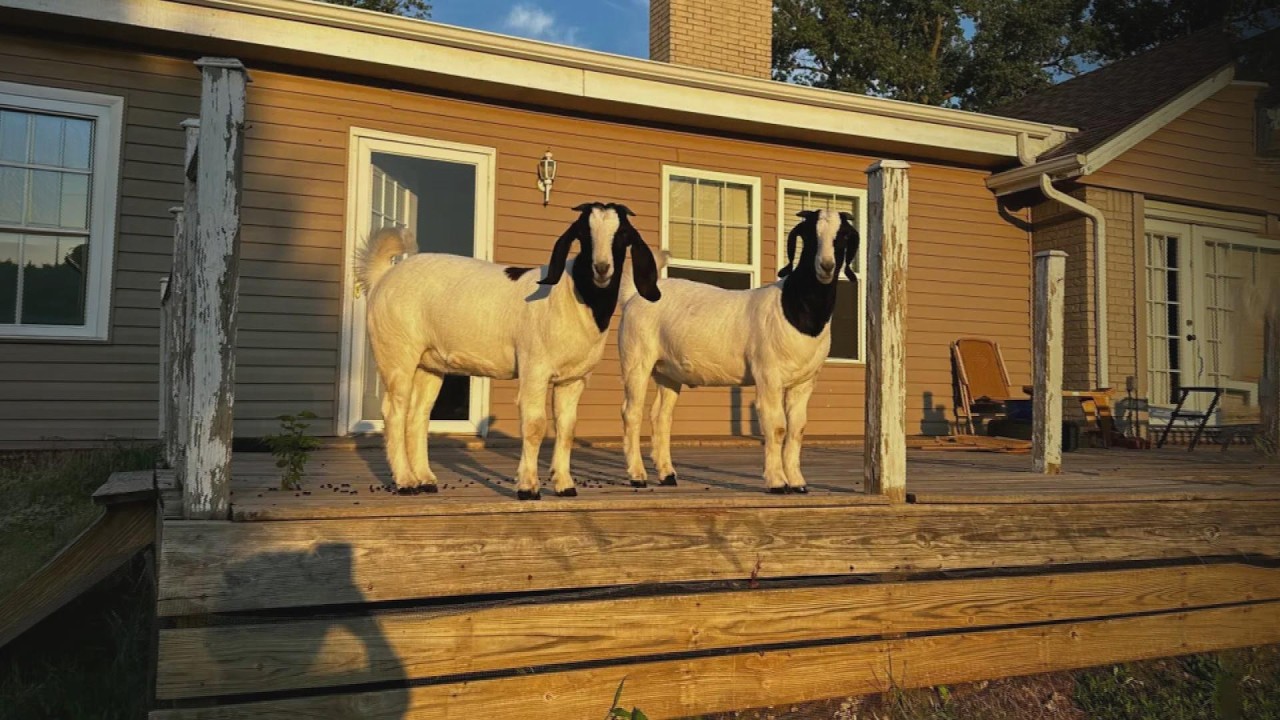 Hero Goats Help Lead Rescuers To Trapped Family During Tornado