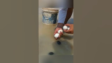 Wow Big Snails and Many Duck