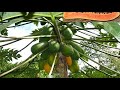 Making Pawpaw farming profitable on small scale - Part 1