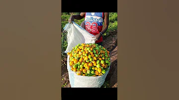 Karibuni Tujifunze Kilimo Cha Pilipili Mwendo Kasi 
