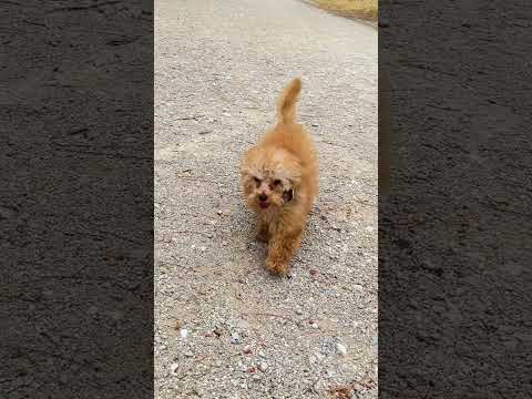 This is your sign to work out with your pet #fitness #yourdog #yourpet #motivation
