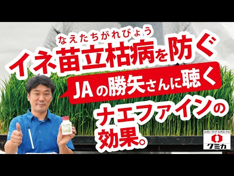 「イネ苗立枯病をしっかり防いでいます」 ナエファインお客様インタビュー(淡路日の出農業協同組合 勝矢隆さん) YouTube