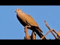 Dove Song| Dove Call | Dove Relaxing Sounds Effects