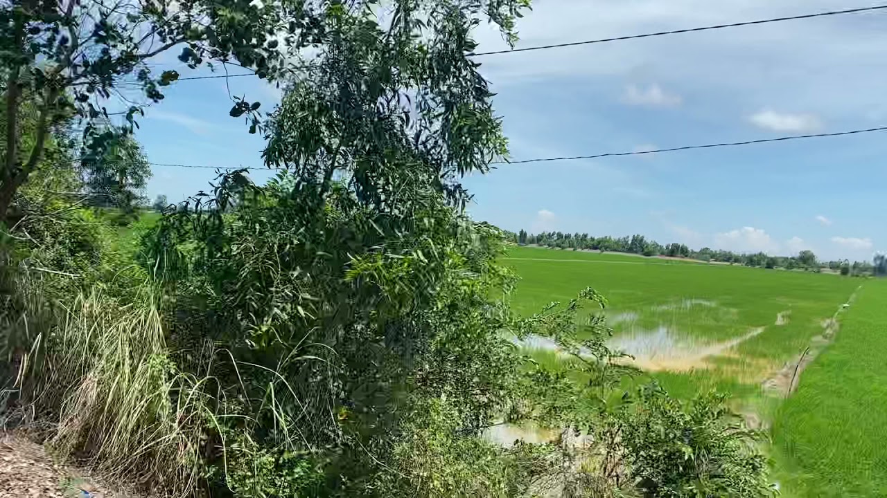 Đất ruộng tại Vĩnh Điều huyện Giang Thành Hà Tiên