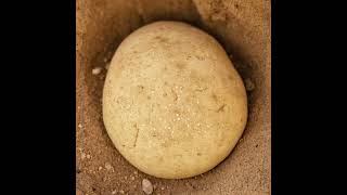 Tuareg Nomads and the Secret of Taguella Bread