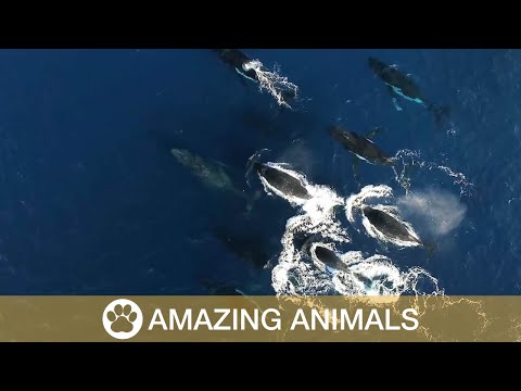 Rare Humpback Whale Heat Run - This birds-eye view footage shows an incredibly rare pod of humpback whales performing a heat run. 