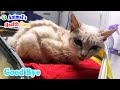 God Bless you! The Poor Cat was abandoned by Owner