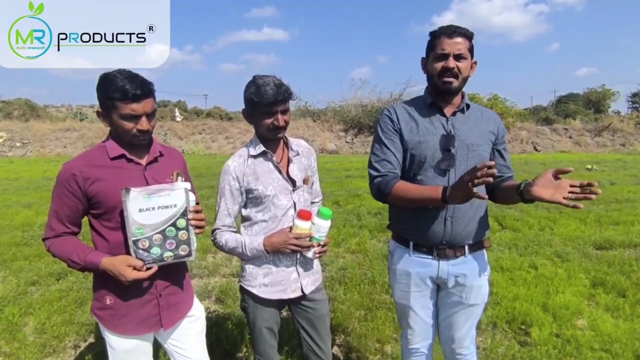 જીરા ના પાકમાં મેજોરદાર પરિણામ 🔥🌿ઓછો ખર્ચ – વધારે ઉપજ – ખેતરમાં ખુશી જ.. 