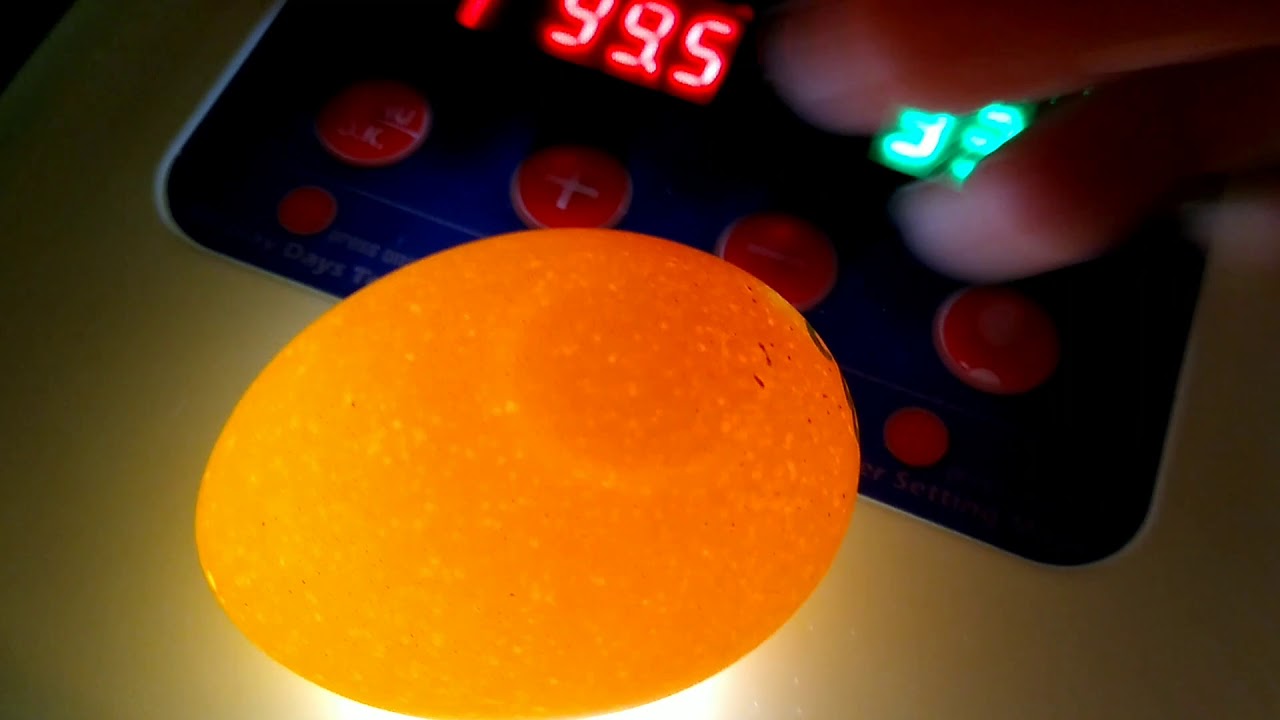 Shipped Hatching Eggs And Nuture Right 360 