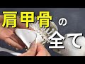 【完全解剖】肩甲骨の基礎情報をこの1本で！名称＋動作＋17種類の筋肉名について
