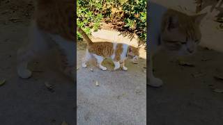 Street cat short video ??? shorts pets youtubeshorts