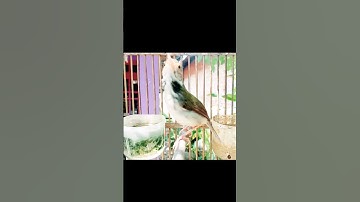 masterqn prenjak lumut#prenjaklumutgacor #prenjakgunung #shorts