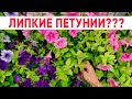 Почему петунии становятся липкими