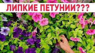 Почему петунии становятся липкими