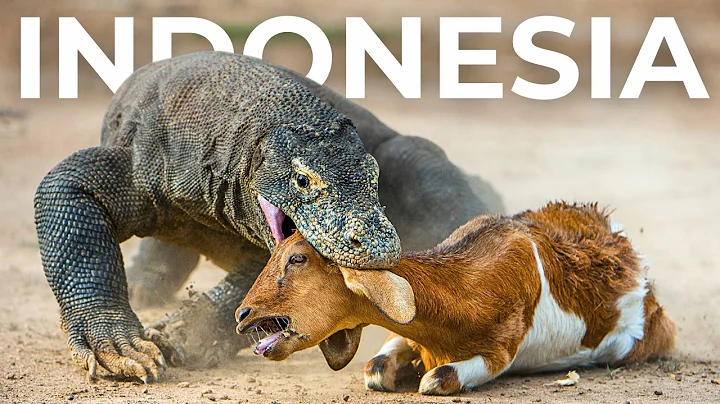 Wild Indonesia | The Island of the Most Lethal and Feared Monsters – Wildlife Documentary