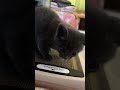 【見たら溶けちゃう🤤】生後1ヶ月‼️猫ちゃん3匹 #kitten #cat #ねこのいる生活 #ねこ #고양이