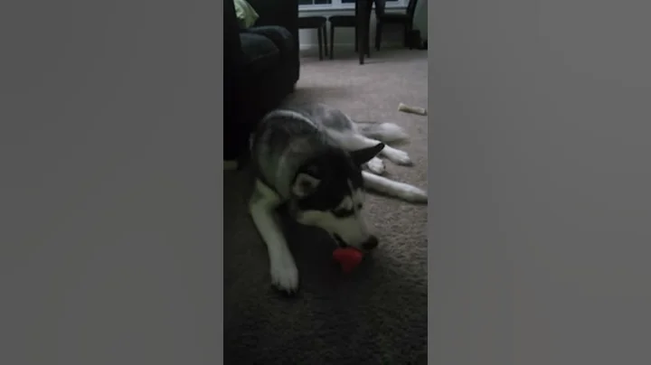 Husky loves his squeaky toy