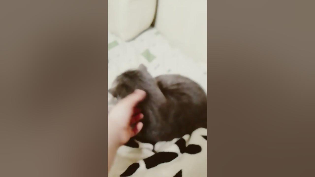 ну и конечно котики мяу мяу мямяу - YouTube