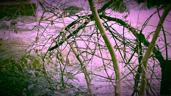 Wild Muskoka: 2019 Flood, Moon River, Bala