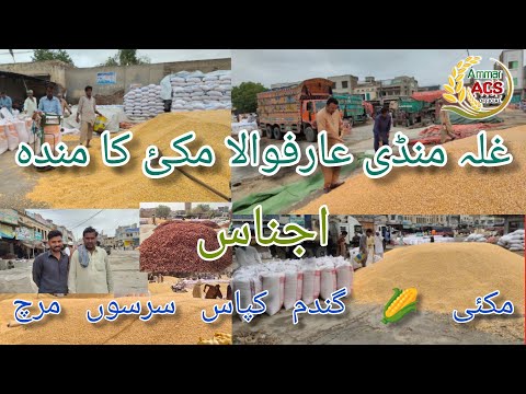 Grain market Arifwala 18 06 2022 !     گرین مارکیٹ  نیوانفارمیشن اجناس مکئ گندم کپاس