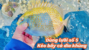Dùng Lưỡi Bé Xíu Câu Được Bầy Cá Dìa Khủng Quá Đã!