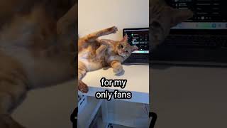 funny cat on only fans cat meme shorts