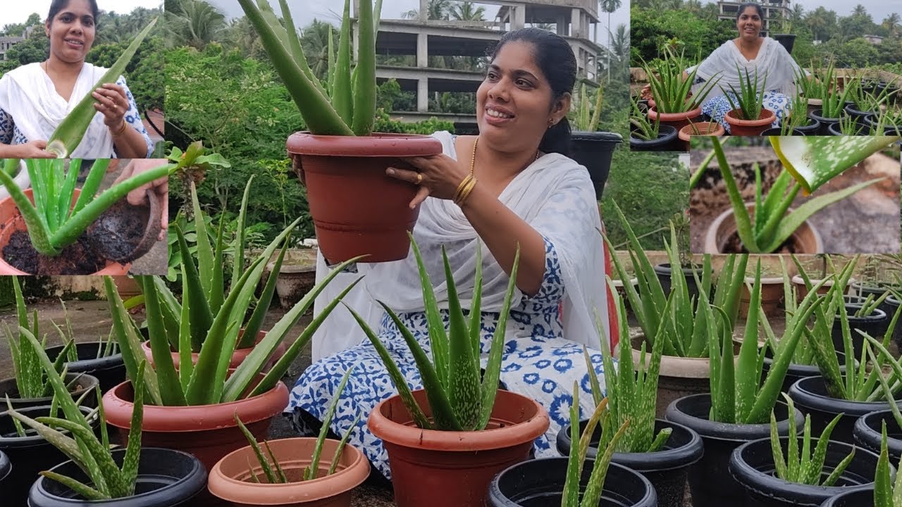 കറ്റാർവഴ തഴച്ചു വളരാൻ..🔥|| ALOE VERA PLANT CARE || ALOE VERA PLANT