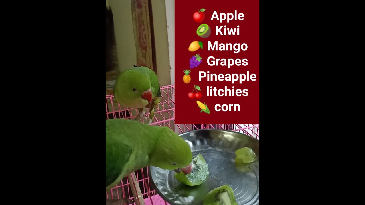 My Parrot Eating All fruits Complete List Indian ringneck Happy