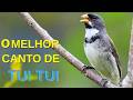 O MELHOR CANTO DE COLEIRO TUI TUI ZEL ZEL POR 10 HORAS