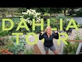 Front garden tour with all the dahlias 