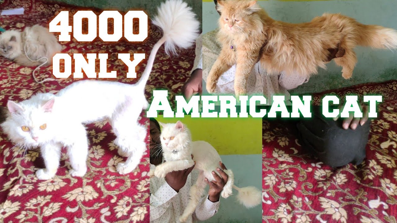saste Persian cats in Hyderabad imported cat Persian kittens hyd YouTube