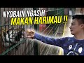 PERTAMA KALI SEUMUR HIDUP !! KASIH MAKAN ELSHAN..  HARIMAU GEDE BANGET !!