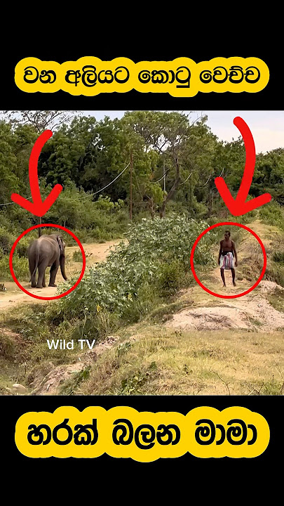 The villager who was attacked by an elephant🫣#shortvideo #shorts #elephant #attack #tiktok #youtube