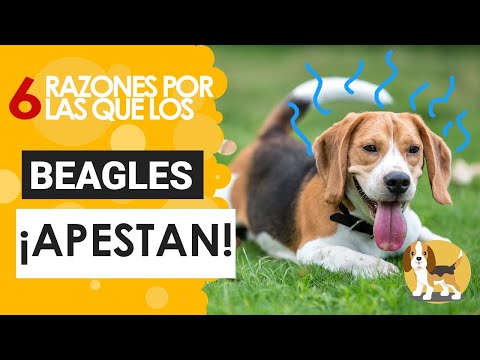 Video: ¿Los beagles huelen mal?