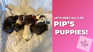 Let’s meet Pip’s Puppies!