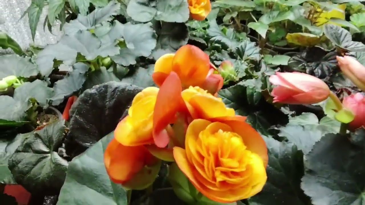 В гостях у Елены. Как начать свой цветочный бизнес в частном доме?