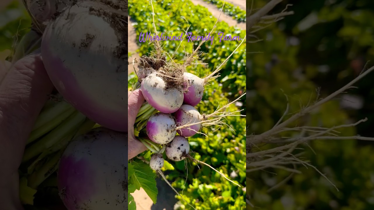 Turnips❗️