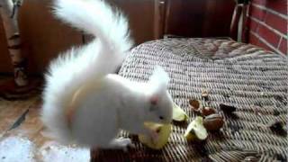 My white widdow ( White squirrel )