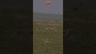Cheetah Running At Full Speed After Baby Gazelle #wildlife #shortsafrica #cheetahhunt #gazelle
